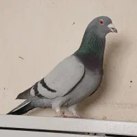 کفتر پلاکی و زرد رسمی