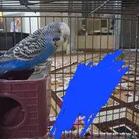 مرغ عشق انگلیسی نر|پرنده|ایذه, |دیوار