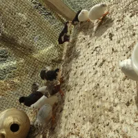 بلدرچین مینیاتوری