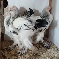 نیمچه برهما لایت رومانی