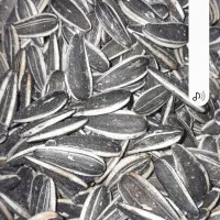 تخمه بو داده درجه یک تازه مال امسال به شرط تازگی