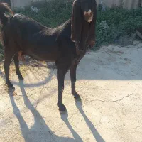 فروش بز کامروی|حیوانات مزرعه|عسلویه, |دیوار