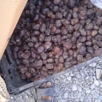 خرما مرداسنگ درجه یک|خوردنی و آشامیدنی|توکهور, |دیوار