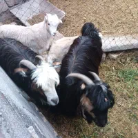 بز و بزغاله، کلار،چپش شهرکردی