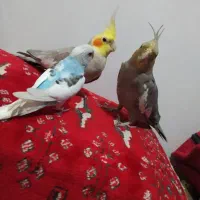 عروس هلندی