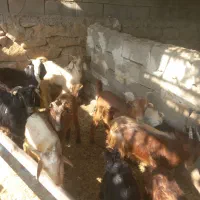 کهره ماده