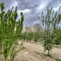 باغ میوه کنار زاینده رود|فروش زمین و ملک کلنگی|اصفهان, آبشار|دیوار