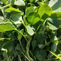 سبزی خورشی و اسفناج میدان بسیج ساعت 4|خوردنی و آشامیدنی|بم, |دیوار