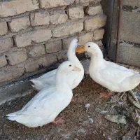 اردک ۴ ماهه خوشگل