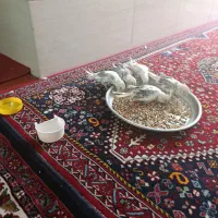 عروس هلندی الوبینو