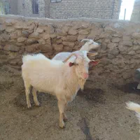 با سلام نربز سانن به فروش می‌رسد قیمت 20میلیون