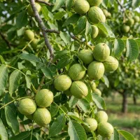 تامین و فروش نهال گردونخجوان در بانه و سراسر ایران