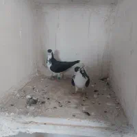 سبزوپولکی و ساده|پرنده|تربتحیدریه, بالا ولایت|دیوار