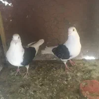 کفتر|پرنده|یزد, |دیوار