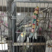 ۲جفت عروس هلندی کار داده