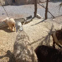 بره