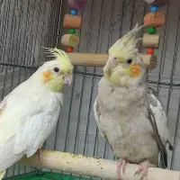 عروس هلندی ماده