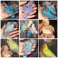 جوجه کوتوله برزیلی(سرلاکی،دونه خور)طوطی