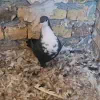 سار کرم و کرباتی ماده|پرنده|مشهد, آزادشهر|دیوار