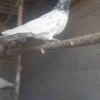 کبوترپرشی|پرنده|وحیدیه, |دیوار