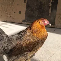 مرغ تاقچه