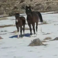 کره اسب نریون چهار قلم