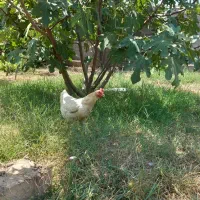 مرغ کرچ شو جوان توافقی