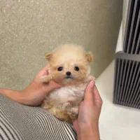 پودل عروسکی