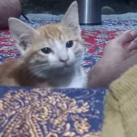 گربه پرشین گارفیلد|گربه|گرگان, |دیوار