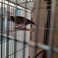 سهره|پرنده|تهران, امام زاده عبدالله|دیوار