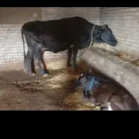 گاو با گوساله.ماده