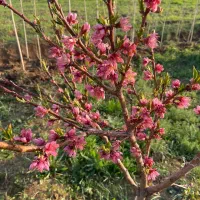 باغ و ویلا|فروش خانه و ویلا|شازند, |دیوار