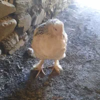پرنده سرای ققنوس