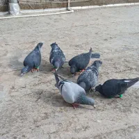 ۸ عدد گرفتنی