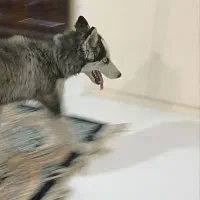 سگ هاسکی 4ماهه ماده واگذاری