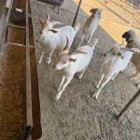 نربز سانن|حیوانات مزرعه|سبزوار, ابوریحان|دیوار