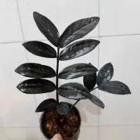 زاموفیلیا سوپر بلک قیمت فقط 80 و 60 هزار تومان