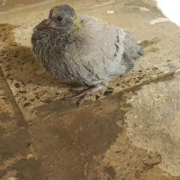 یک عددجوجه کفتررایگان