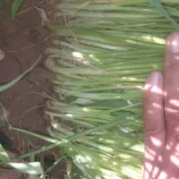 یک کیلو نهال پیاز راتا زرد|گل و گیاه طبیعی|حور, |دیوار