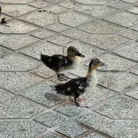 جوجه اردک