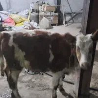 دوعدد گوساله نروماده سمینتال