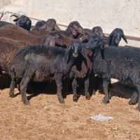 بره نر قره قزل و قزل افشاری