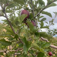 فروش باغ شهری کودیان