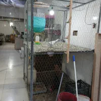کفترشهری بهبهانی وگنجه کفتری