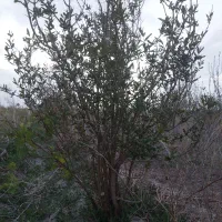 نهال سنجد انار