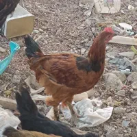 مرغ|حیوانات مزرعه|جم, |دیوار