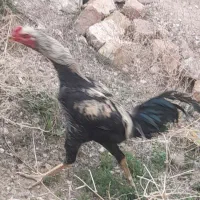 انگشتر|بدلیجات|شیروان (خراسان), |دیوار