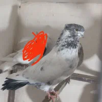 دوتا نر کله دم سیاه فروشی