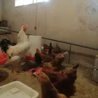 مرغ و خروس محلی