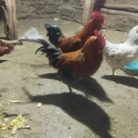 دو عدد خروس